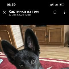 Подробнее об объявлении «Пропала собака кобель Волгоград» Фото: пропала собака  «Пропала собака кобель Волгоград» в г. Волгоград