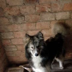 Подробнее об объявлении «Гуково Пропала собака кобель кто поможет найти вознаграждение» Фото: пропала собака Сибирская хаски «Гуково Пропала собака кобель кто поможет найти...» в г. Гуково