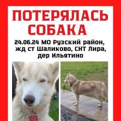 Подробнее об объявлении «Пропала собака поиски продолжаются Нарофоминск» Фото: пропала собака Сибирская хаски «Пропала собака поиски продолжаются Нарофоминск» в г. Нарофоминск