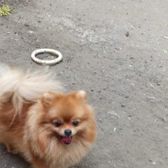 Подробнее об объявлении «Пропала собака Самара» Фото: пропала собака Померанский шпиц «Пропала собака Самара» в г. Самара