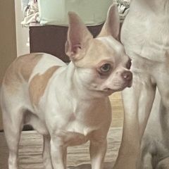 Подробнее об объявлении «Нижний Новгород Пропала собака кобель вознаграждение гарантировано» Фото: пропала собака Чихуахуа «Нижний Новгород Пропала собака кобель...» в г. Нижний Новгород