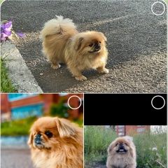 Подробнее об объявлении «Киселевск Пропала собака кобель он с нами с рождения» Фото: пропала собака Пекинес «Киселевск Пропала собака кобель он с нами с...» в г. Киселевск