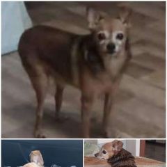 Подробнее об объявлении «Барнаул Пропала собака кобель той-терьер» Фото: пропала собака Русский той-терьер «Барнаул Пропала собака кобель той-терьер» в г. Барнаул