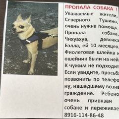 Подробнее об объявлении «Москва Пропала собака 1. 07. 24 чихуахуа, девочка» Фото: пропала собака Чихуахуа «Москва Пропала собака 1. 07. 24 чихуахуа, девочка» в г. Москва