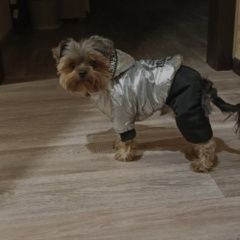 Подробнее об объявлении «Пропала собака кобель Кемерово» Фото: пропала собака Йоркширский терьер «Пропала собака кобель Кемерово» в г. Кемерово