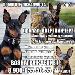 Подробнее об объявлении «Пропала собака Санкт-Петербург» Фото: пропала собака Цвергпинчер (Карликовый пинчер) «Пропала собака Санкт-Петербург» в г. Санкт-Петербург