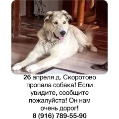 Подробнее об объявлении «Пропала собака кобель Одинцово» Фото: пропала собака  «Пропала собака кобель Одинцово» в г. Одинцово