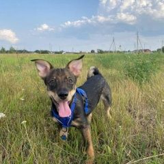 Подробнее об объявлении «Канаш Пропала собака кобель скорее всего из д. б. бикшихи убежал в кан» Фото: пропала собака  «Канаш Пропала собака кобель скорее всего из д....» в г. Канаш