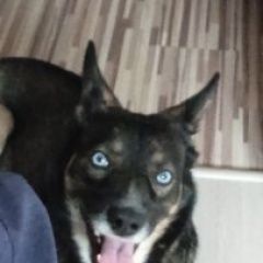 Подробнее об объявлении «Пропала собака помесь овчарки с хаски. Новосибирск» Фото: пропала собака  «Пропала собака помесь овчарки с хаски. Новосибирск» в г. Новосибирск