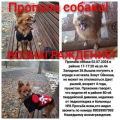 Подробнее об объявлении «Барнаул Пропала собака помогите найти собаку, вознаграждение» Фото: пропала собака Чихуахуа «Барнаул Пропала собака помогите найти собаку,...» в г. Барнаул