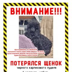 Подробнее об объявлении «Екатеринбург Пропала собака кобель щенок пуделя.» Фото: пропала собака Пудель «Екатеринбург Пропала собака кобель щенок пуделя.» в г. Екатеринбург