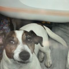 Подробнее об объявлении «Пропала собака джек расел девочка Анапа» Фото: пропала собака Джек рассел терьер «Пропала собака джек расел девочка Анапа» в г. Анапа