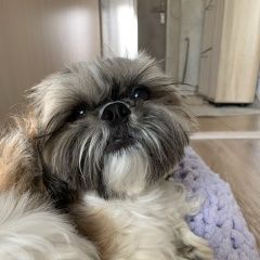 Подробнее об объявлении «Москва Пропала собака кобель» Фото: пропала собака Ши-тцу «Москва Пропала собака кобель» в г. Москва