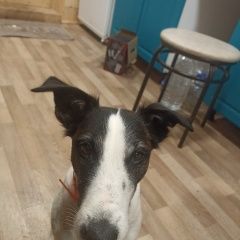 Подробнее об объявлении «Тверь Пропала собака кобель ещё 10 июня» Фото: пропала собака Фокстерьер «Тверь Пропала собака кобель ещё 10 июня» в г. Тверь