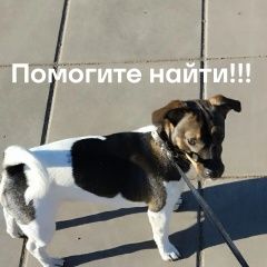 Подробнее об объявлении «Пропала собака украли у ворот дома Красноярск» Фото: пропала собака  «Пропала собака украли у ворот дома Красноярск» в г. Красноярск