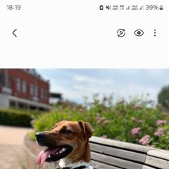 Подробнее об объявлении «Тула Пропала собака кобель джек рассел терьер» Фото: пропала собака Джек рассел терьер «Тула Пропала собака кобель джек рассел терьер» в г. Тула