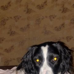 Подробнее об объявлении «Пропала собака Волгоград» Фото: пропала собака  «Пропала собака Волгоград» в г. Волгоград