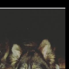 Подробнее об объявлении «Тула Пропала собака зовут вафля убежала17. 06» Фото: пропала собака  «Тула Пропала собака зовут вафля убежала17. 06» в г. Тула