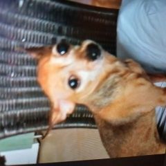 Подробнее об объявлении «Пропала собака тойтерьер Новосибирск» Фото: пропала собака Той-терьер «Пропала собака тойтерьер Новосибирск» в г. Новосибирск