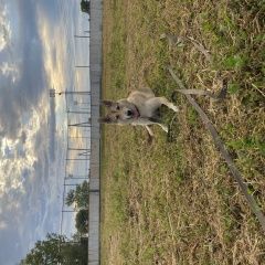 Подробнее об объявлении «Углегорск Пропала собака дина. 4 года.» Фото: пропала собака  «Углегорск Пропала собака дина. 4 года.» в г. Углегорск