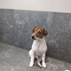 Подробнее об объявлении «Пропала собака кобель джек рассел терьер Хабаровск» Фото: пропала собака Джек рассел терьер «Пропала собака кобель джек рассел терьер Хабаровск» в г. Хабаровск