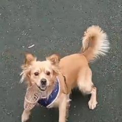 Подробнее об объявлении «Москва Пропала собака кобель рыжий пе сик» Фото: пропала собака  «Москва Пропала собака кобель рыжий пе сик» в г. Москва