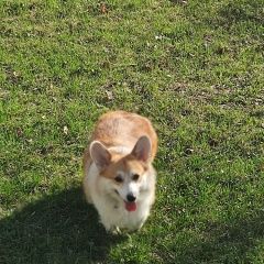 Подробнее об объявлении «Черусти Пропала собака п. снт ветеран 2» Фото: пропала собака Вельш корги «Черусти Пропала собака п. снт ветеран 2» в г. Черусти