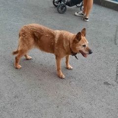 Подробнее об объявлении «Казань Пропала собака кобель» Фото: пропала собака  «Казань Пропала собака кобель» в г. Казань