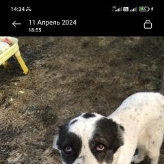 Подробнее об объявлении «Екатеринбург Пропала собака помогите пожалуйста найти собаку» Фото: пропала собака  «Екатеринбург Пропала собака помогите пожалуйста...» в г. Екатеринбург