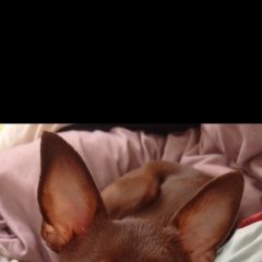 Подробнее об объявлении «Пропала собака кобель Хабаровск» Фото: пропала собака Той-терьер «Пропала собака кобель Хабаровск» в г. Хабаровск