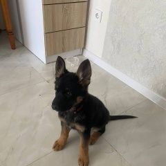 Подробнее об объявлении «Новочебоксарск Пропала собака немецкая овчарка щенок» Фото: пропала собака Немецкая овчарка «Новочебоксарск Пропала собака немецкая овчарка...» в г. Новочебоксарск