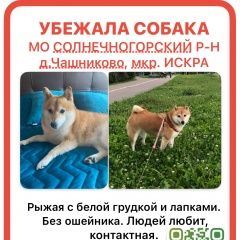 Подробнее об объявлении «Пропала собака Зеленоград» Фото: пропала собака  «Пропала собака Зеленоград» в г. Зеленоград