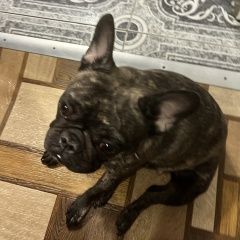 Подробнее об объявлении «Самара Пропала собака по кличке буся» Фото: пропала собака Французский бульдог «Самара Пропала собака по кличке буся» в г. Самара
