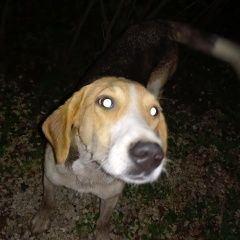 Подробнее об объявлении «Рыбное Пропала собака бегает потеряшка.» Фото: пропала собака  «Рыбное Пропала собака бегает потеряшка.» в г. Рыбное