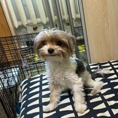 Подробнее об объявлении «Краснодар Пропала собака срочно мини йорк бивер» Фото: пропала собака Йоркширский терьер «Краснодар Пропала собака срочно мини йорк бивер» в г. Краснодар