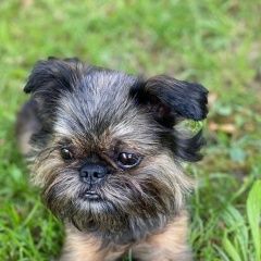 Подробнее об объявлении «Окуловка Пропала собака» Фото: пропала собака  «Окуловка Пропала собака» в г. Окуловка