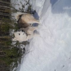 Подробнее об объявлении «Муром Пропала собака» Фото: пропала собака  «Муром Пропала собака» в г. Муром