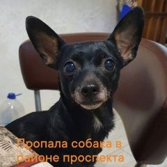 Подробнее об объявлении «Пропала собака Ульяновск» Фото: пропала собака  «Пропала собака Ульяновск» в г. Ульяновск