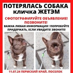 Подробнее об объявлении «Куеда Пропала собака кобель» Фото: пропала собака Чихуахуа «Куеда Пропала собака кобель» в г. Куеда