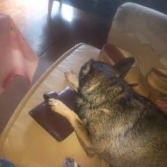 Подробнее об объявлении «Воронеж Пропала собака район отрожки» Фото: пропала собака Той-терьер «Воронеж Пропала собака район отрожки» в г. Воронеж