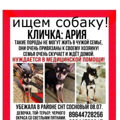 Подробнее об объявлении «Пропала собака помогите найти нашу девочку Чита» Фото: пропала собака Той-терьер «Пропала собака помогите найти нашу девочку Чита» в г. Чита