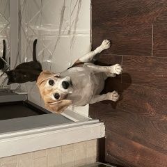 Подробнее об объявлении «Славянск-на-Кубани Пропала собака» Фото: пропала собака  «Славянск-на-Кубани Пропала собака» в г. Славянск-на-Кубани