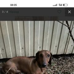 Подробнее об объявлении «Краснодар Пропала собака кобель» Фото: пропала собака  «Краснодар Пропала собака кобель» в г. Краснодар