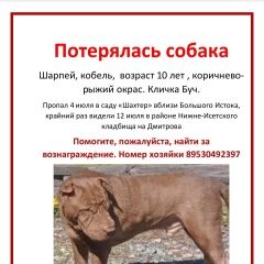 Подробнее об объявлении «Екатеринбург Пропала собака кобель шарпей по кличке буч» Фото: пропала собака Шар-пей «Екатеринбург Пропала собака кобель шарпей по...» в г. Екатеринбург