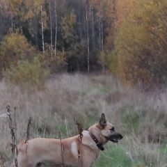 Подробнее об объявлении «Приозерск Пропала собака кобель» Фото: пропала собака Бельгийская овчарка «Приозерск Пропала собака кобель» в г. Приозерск