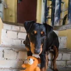 Подробнее об объявлении «Тверь Пропала собака кобель» Фото: пропала собака Ягд-терьер «Тверь Пропала собака кобель» в г. Тверь