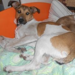 Подробнее об объявлении «Воронеж Пропала собака» Фото: пропала собака  «Воронеж Пропала собака» в г. Воронеж