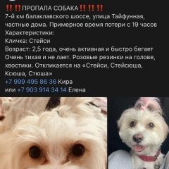 Подробнее об объявлении «Пропала собака Севастополь» Фото: пропала собака  «Пропала собака Севастополь» в г. Севастополь