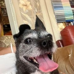 Подробнее об объявлении «Пропала собака Самара» Фото: пропала собака  «Пропала собака Самара» в г. Самара