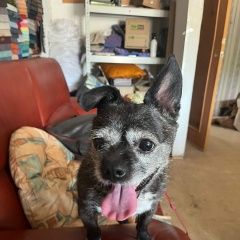 Подробнее об объявлении «Пропала собака Самара» Фото: пропала собака  «Пропала собака Самара» в г. Самара